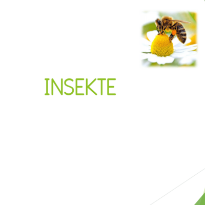 Insekte/Insects PPT
